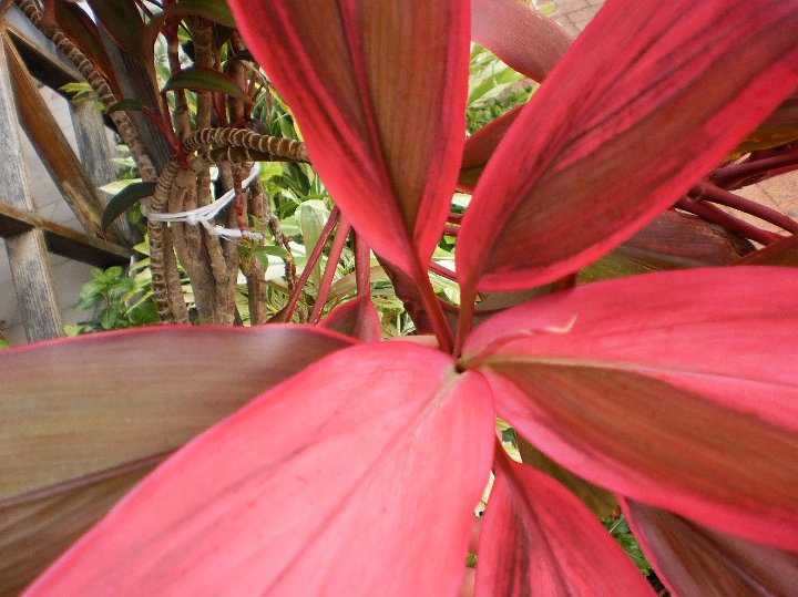 Ti Plant Cordyline froticosa.jpg - Cordyline froticosa:  Ti Plant